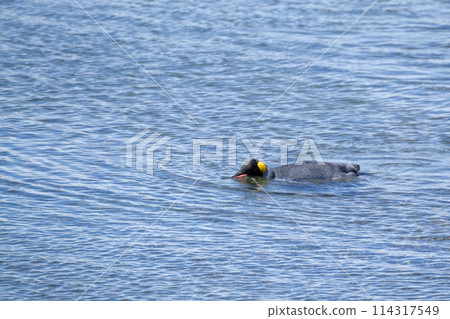 King penguin on Martillo island beach, Ushuaia 114317549
