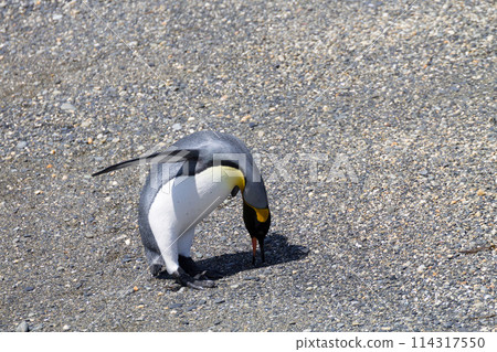 King penguin on Martillo island beach, Ushuaia 114317550