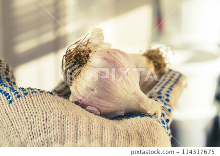 Garlic in hand of farmer in gloves in bright rays of autumn sun. Garlic in hand of farmer in gloves in bright rays of autumn sun. 114317675