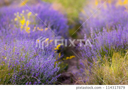 Lavender flowers close-up background 114317879