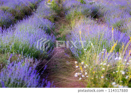 Lavender flower background purple colors 114317880