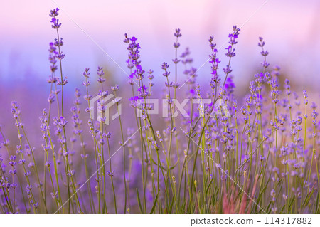 Lavender flowers close-up on sky background Lavender flowers close-up on sky background 114317882