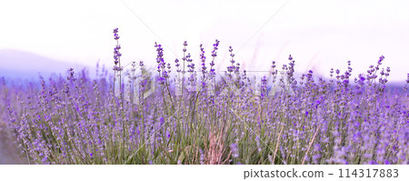 Lavender flowers close-up on sky banner background Lavender flowers close-up on sky banner background 114317883
