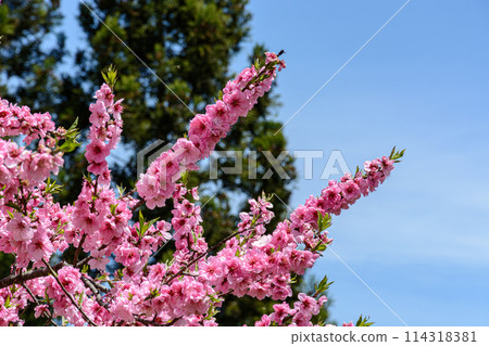 Peach blossoms blooming in a peaceful rural area 114318381