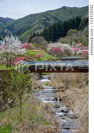 Peach blossoms blooming in a peaceful rural area 114318382