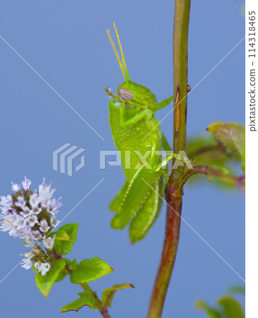 Egyptian Grasshopper washing with Drop Dew Egyptian Grasshopper washing with Drop Dew 114318465