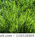 Colorful Green Grass 114318469
