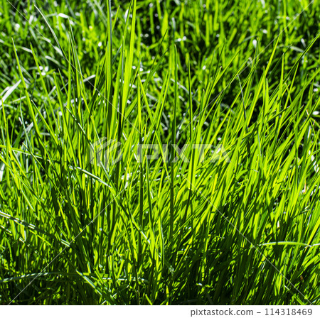 Colorful Green Grass 114318469