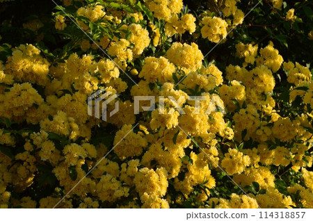 Banksweet rose (yellow) Banksweet rose (yellow) 114318857