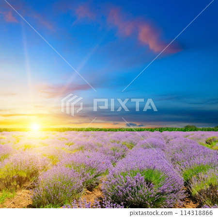 Field with blooming lavender and bright sunset Field with blooming lavender and bright sunset 114318866