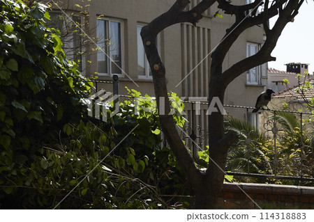 Daily life on the streets of Istanbul 114318883