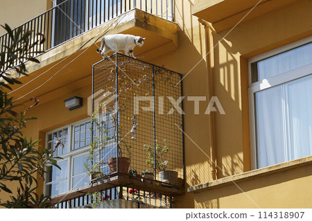 Daily life on the streets of Istanbul 114318907