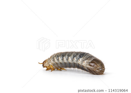 Larva on white background 114319064