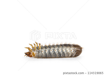 Larva on white background 114319065