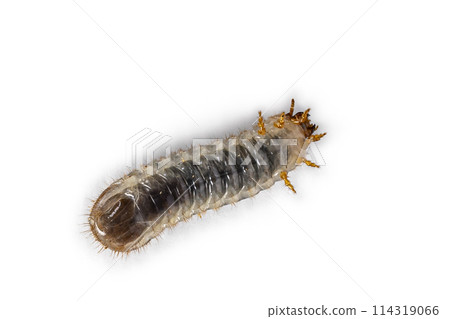 Grub on white background 114319066