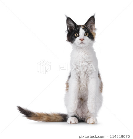 Maine Coon cat kitten on white 114319070
