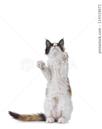 Maine Coon cat kitten on white Maine Coon cat kitten on white 114319071