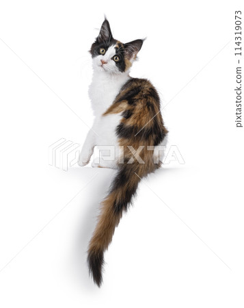 Maine Coon cat kitten on white 114319073