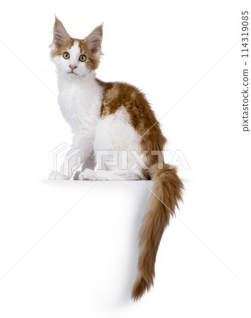 Maine Coon cat kitten on white Maine Coon cat kitten on white 114319085