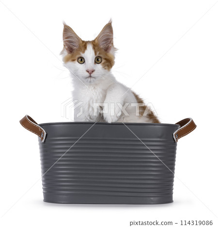 Maine Coon cat kitten on white Maine Coon cat kitten on white 114319086
