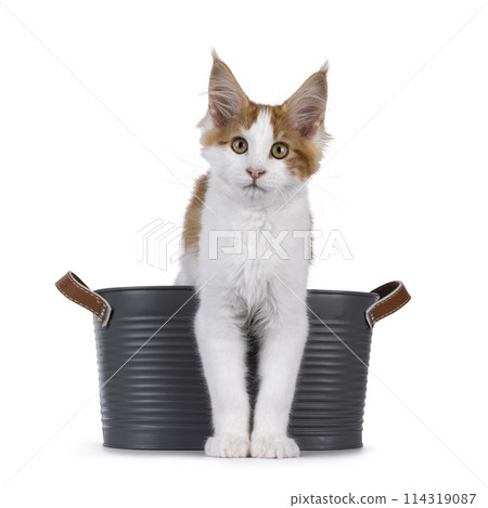 Maine Coon cat kitten on white 114319087