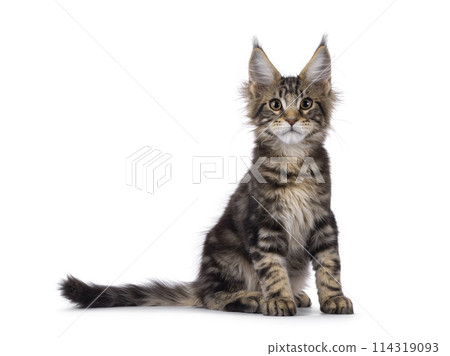 Maine Coon cat kitten on white Maine Coon cat kitten on white 114319093