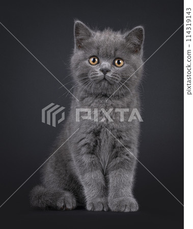 British Shorthair on black background 114319143