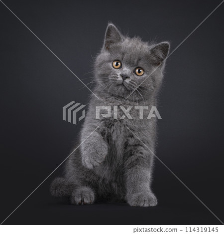 British Shorthair on black background 114319145