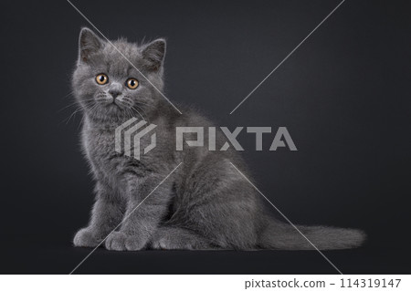 British Shorthair on black background British Shorthair on black background 114319147
