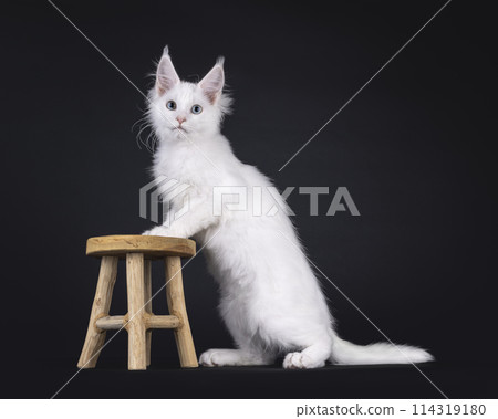 Maine Coon cat kitten on black background 114319180