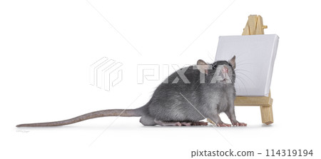 Rat with painters easel on white Rat with painters easel on white 114319194
