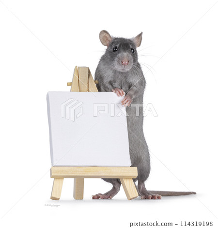 Rat with painters easel on white Rat with painters easel on white 114319198