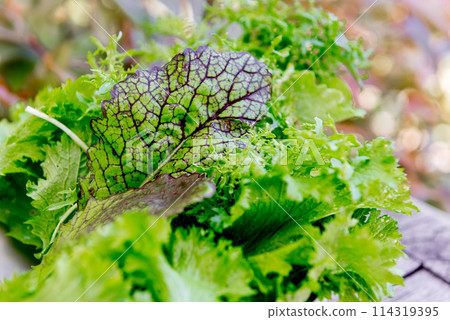 Green fresh frisee lettuce salad leaves on wooden table Green fresh frisee lettuce salad leaves on wooden table 114319395
