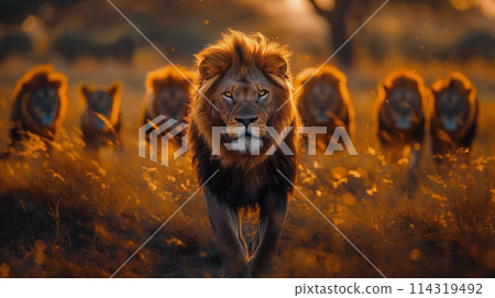 Large Group of Lions Walking Through Forest 114319492