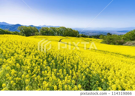 Rape blossoms blooming in early summer in the flower fields of Sannokura Plateau, Kitakata City, Fukushima Prefecture 114319866