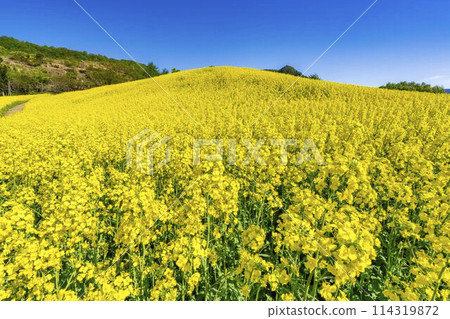 初夏盛開的油菜花，福島縣喜多方市三倉高原的花田 114319872