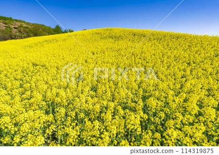 Rape blossoms blooming in early summer in the flower fields of Sannokura Plateau, Kitakata City, Fukushima Prefecture Rape blossoms blooming in early summer in the flower fields of Sannokura Plateau, Kitakata City, Fukushima Prefecture 114319875
