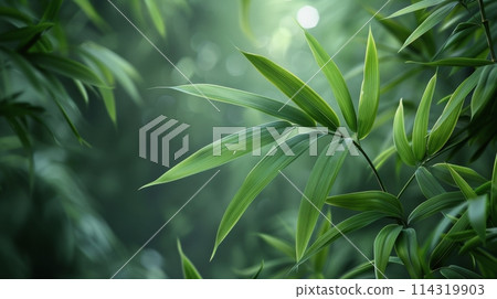 Close Up of a Green Leafy Plant 114319903