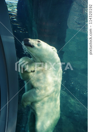 札幌市圓山動物園北極熊館 114320192