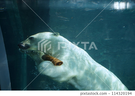 札幌市圓山動物園北極熊館 札幌市圓山動物園北極熊館 114320194