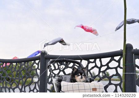 吉娃娃與鯉魚旗，埼玉縣白岡市（芝山沼澤） 114320220