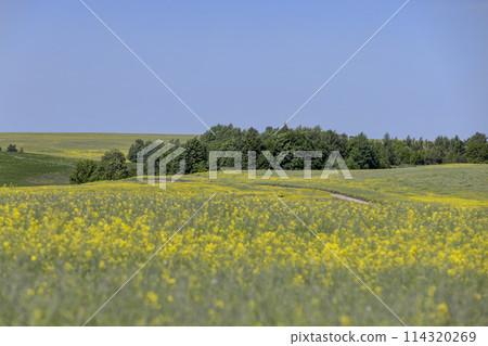 flowering rapeseed in a field near the forest 114320269