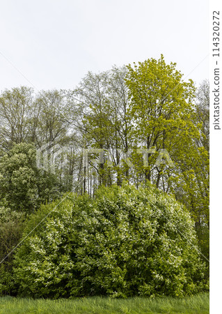 a huge cherry bush blooming in spring, white inflorescences 114320272