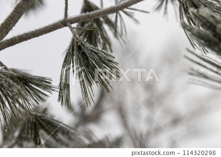 pine details in winter snowfalls and frosts pine details in winter snowfalls and frosts 114320298