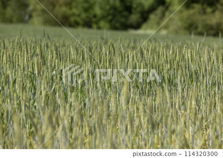 a field with green wheat in sunny weather a field with green wheat in sunny weather 114320300