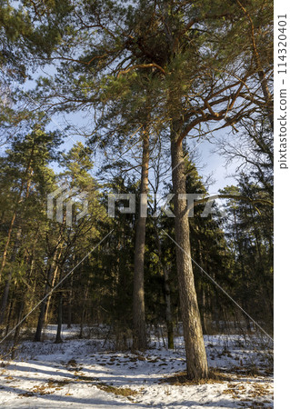 trees without foliage in the winter season trees without foliage in the winter season 114320401