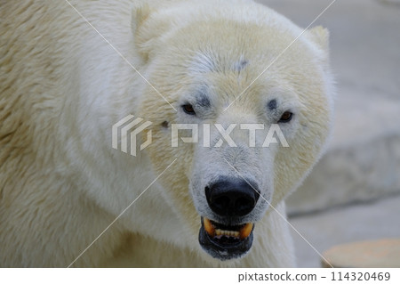 札幌市圓山動物園北極熊 114320469