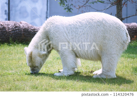 Sapporo Maruyama Zoo Polar Bear Pavilion 114320476