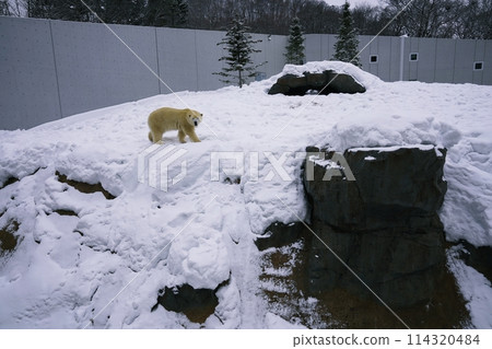 札幌丸山動物園北極熊館 札幌丸山動物園北極熊館 114320484
