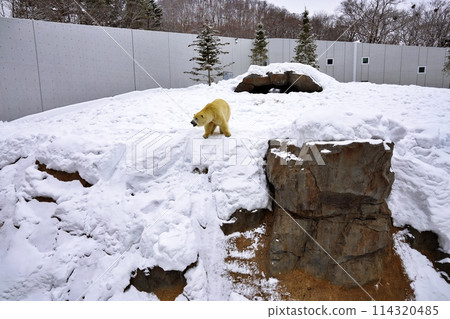 Sapporo Maruyama Zoo Polar Bear Pavilion Sapporo Maruyama Zoo Polar Bear Pavilion 114320485
